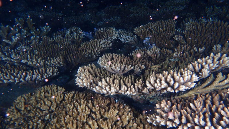 澎湖珊瑚復育區有喜 首度紀錄到集體產卵現象