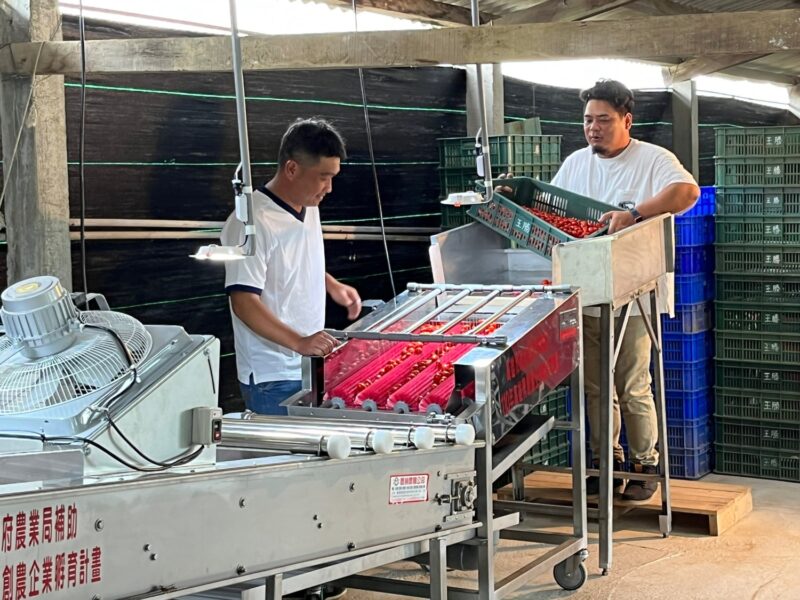 高雄農企孵育計畫來給力 蕃茄青農突破生產與銷售瓶頸