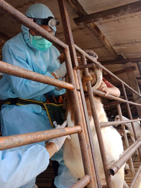 例行性監測檢出羊布氏桿菌 依程序完成撲殺 保障人畜公共衛生安全