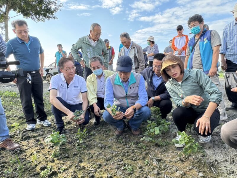 小犬颱風及10月上旬雨害遲發農損  高雄紅豆即日起受理救助申報