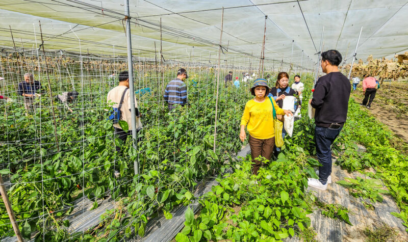 ▲家樂福結合i商品集章抽獎產地之旅，每個月安排不同產地及不同風格的旅遊行程，而里港八甲田農場的採果小旅行及私廚瓜棚饗宴享受及價值最高。（圖/記者張忠義攝）