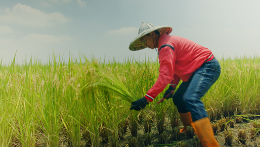 ▲推動「永續善食計畫」在高屏地區與農夫合作，培育榮獲日本金獎的冠軍米高雄147號。（圖/舊振南提供） 