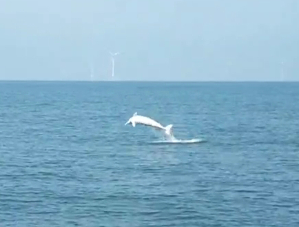 海委會保育有成，白海豚悠游台灣海洋