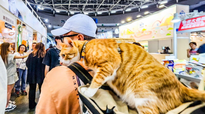 ▲展昭寵物展今天登場，一開展就有人背者貓咪來逛大街。（圖/記者張忠義攝）