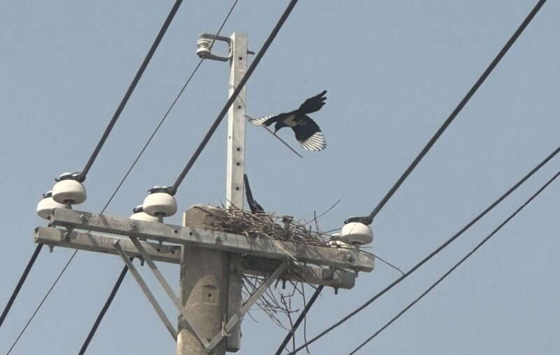 別讓喜鵲在危險的地方築巢！電線上有鳥巢 可打1911專線通報台電