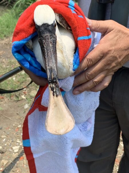 台南市生態保育學會成功搶救上嘴喙斷半黑面琵鷺