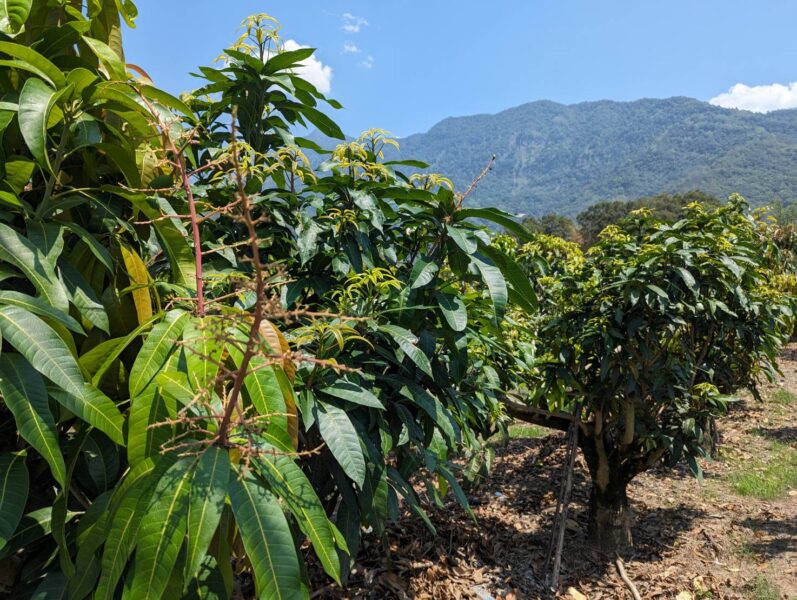 高雄市改良種芒果及茂林區本地種芒果 開花著果不佳 農損救助即日起受理