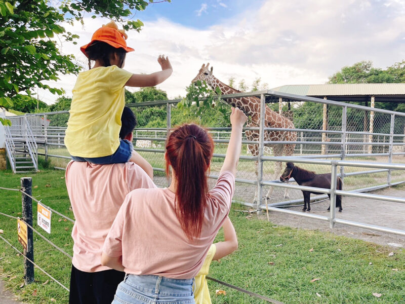 和逸飯店‧台南西門館攜手「頑皮世界野生動物園」打造療癒的住宿體驗。（圖/和逸飯店提供）