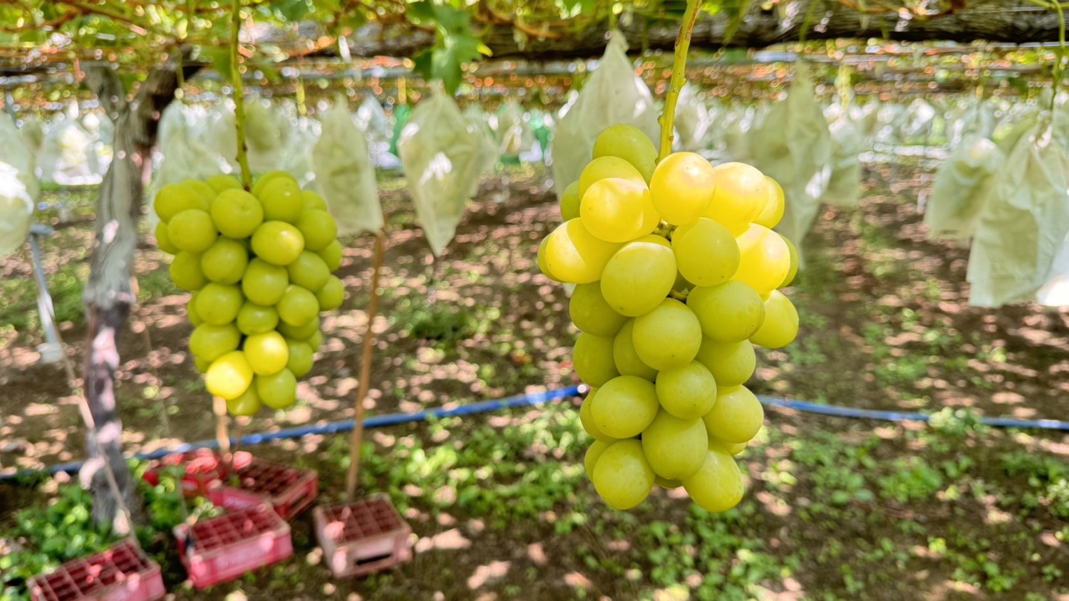 ▲9月正是譽有葡萄界的愛馬仕之稱的「麝香葡萄」盛產季，生長環境不論氣候地形佳,使得其風味一直獲得高度評價。（圖/ 家樂福提供)