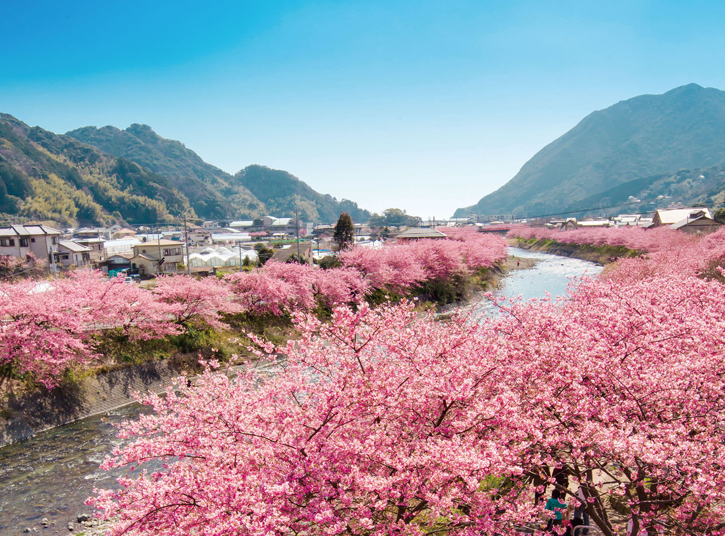 ▲日本靜岡縣河津町以早開的河津櫻聞名，每年都吸引大批台灣遊客前往賞櫻。 (圖╱河津町觀光協會提供)