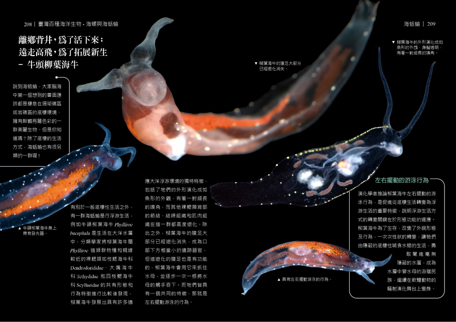 海保署《臺灣百種海洋生物-海螺與海蛞蝓》圖鑑 繽紛登場