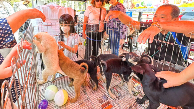 ▲高雄市動物保護處與家樂福持續合作，今天舉辦「為毛孩子找個家」公益認養會。（圖/記者張忠義攝）