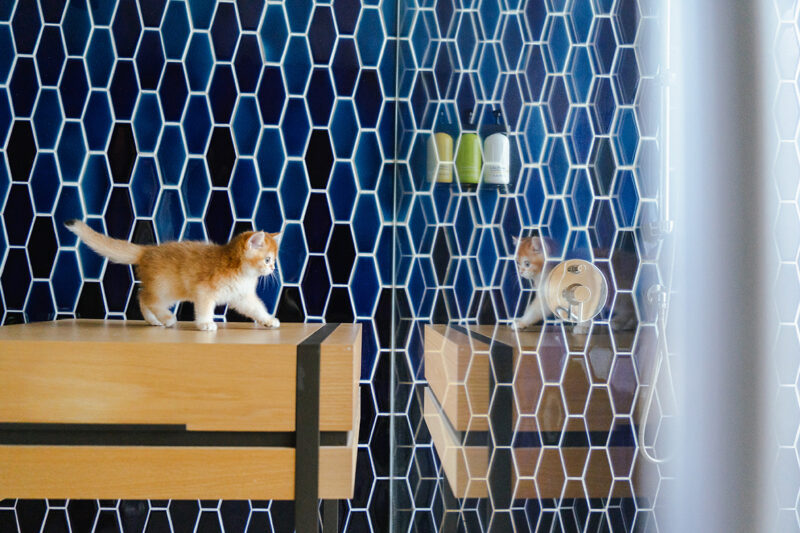 ▲高雄英迪格酒店_Intopia_寵物友善住宿。(圖/高雄英迪格酒店提供)