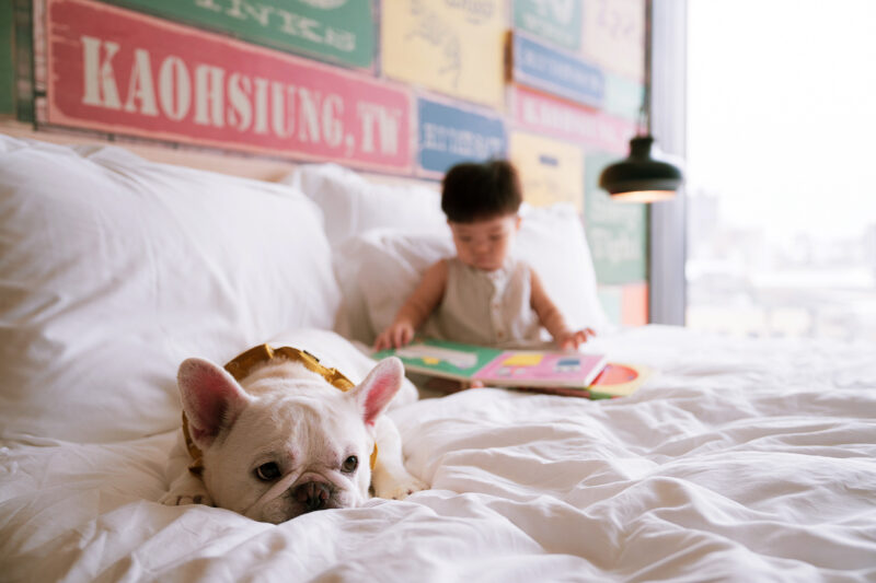 ▲高雄英迪格酒店_Intopia_寵物友善住宿。（圖/高雄英迪格酒店提供）