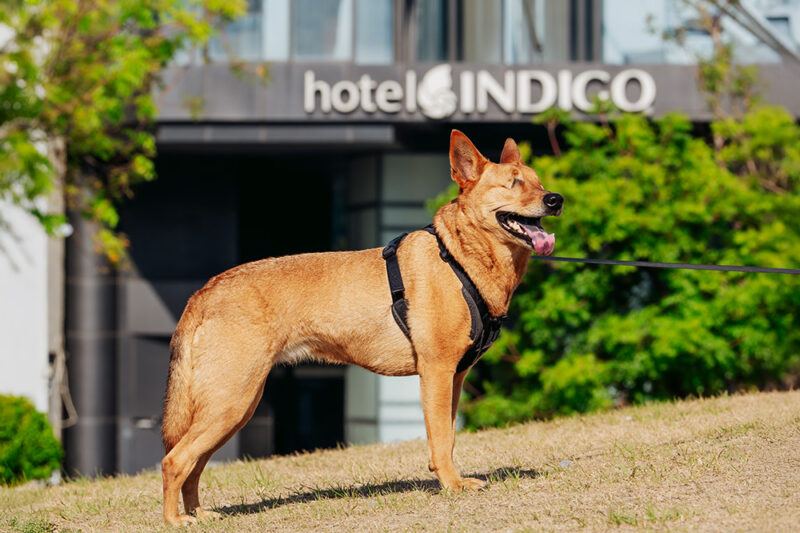 ▲高雄英迪格酒店年度品牌大使『犬執事_雷格西』。（圖/高雄英迪格酒店提供）