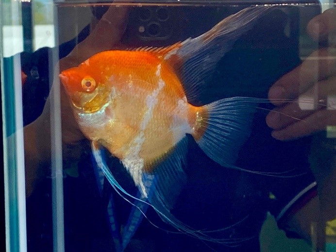 屏東金牌觀賞魚驚艷登場 暑期最強親子生態活動在屏東農業物產館