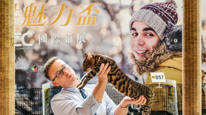 ▲邀請來自美國、法國、日本的專業國際評審團，為賽貓展演注入國際級規格。（圖/記者張忠義攝）