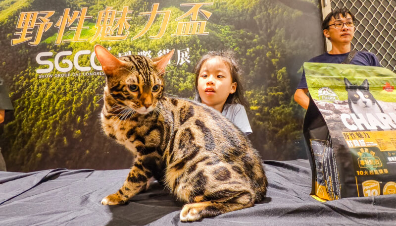 ▲吸引全台貓奴與愛貓人士齊聚朝聖。（圖/記者張忠義攝）