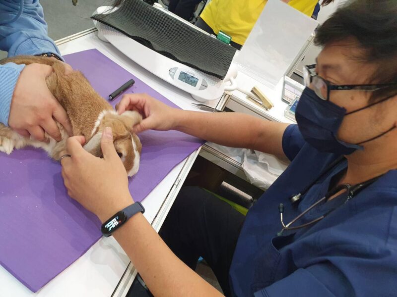 ▲玉兔健康月x愛心認養會 ，邀請培昱動物醫院和毛毛動物醫院的專業獸醫團隊提供義診。（圖/高雄大立百貨提供）