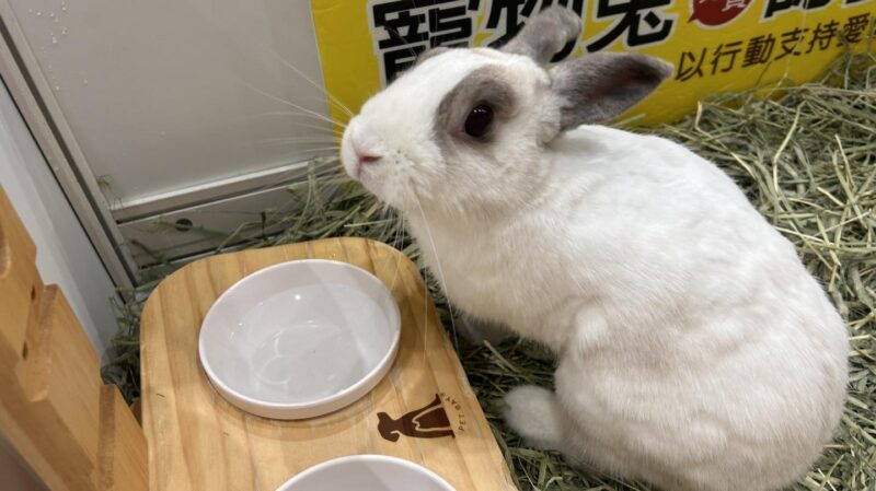 ▲玉兔健康月x愛心認養會 愛兔協會-寵物兔認養、由趴趴兔牧草贊助的參加獎和抽獎獎品。（圖/高雄大立百貨提供）