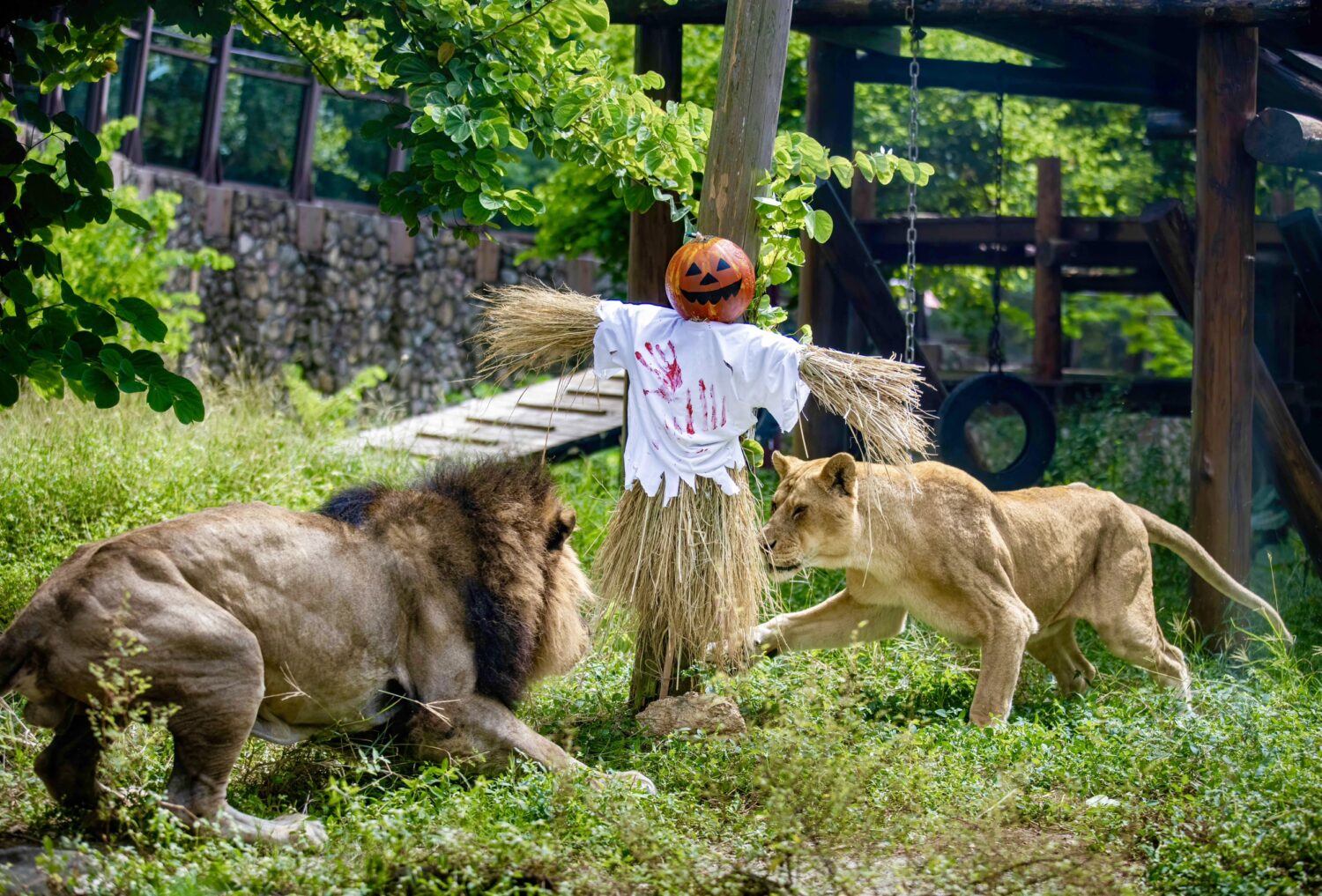 不給糖就搗蛋! 壽山動物園「搞怪食譜」歡度別開生面萬聖節