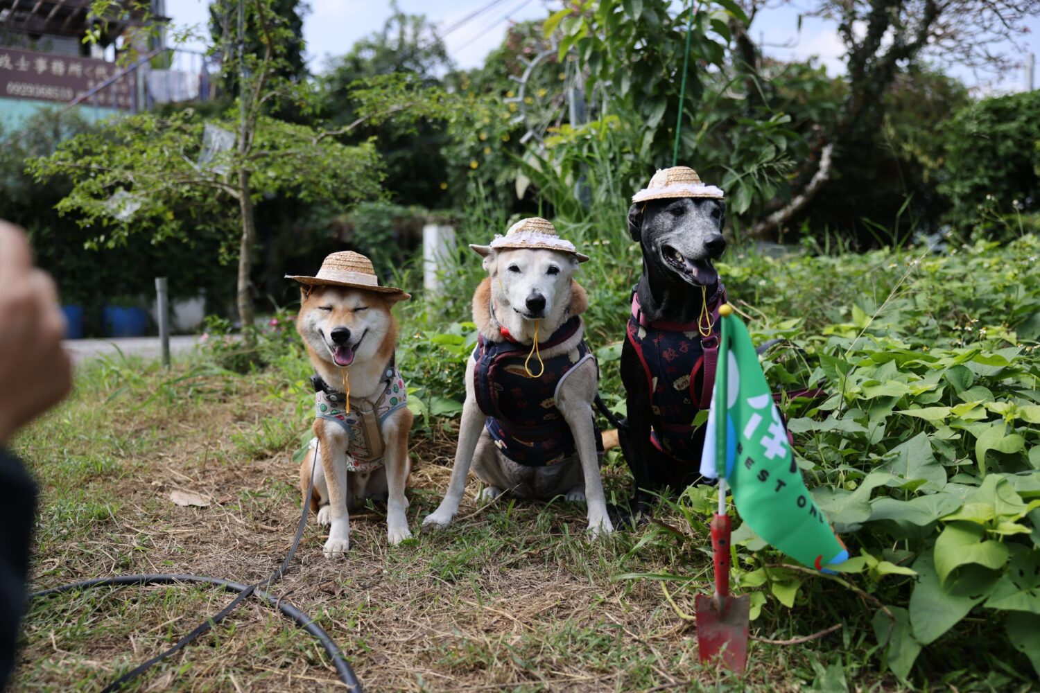 體驗一日農夫生活 15隻毛孩化身「農田小幫手」!好伴狗狗戴草帽下田挖地瓜