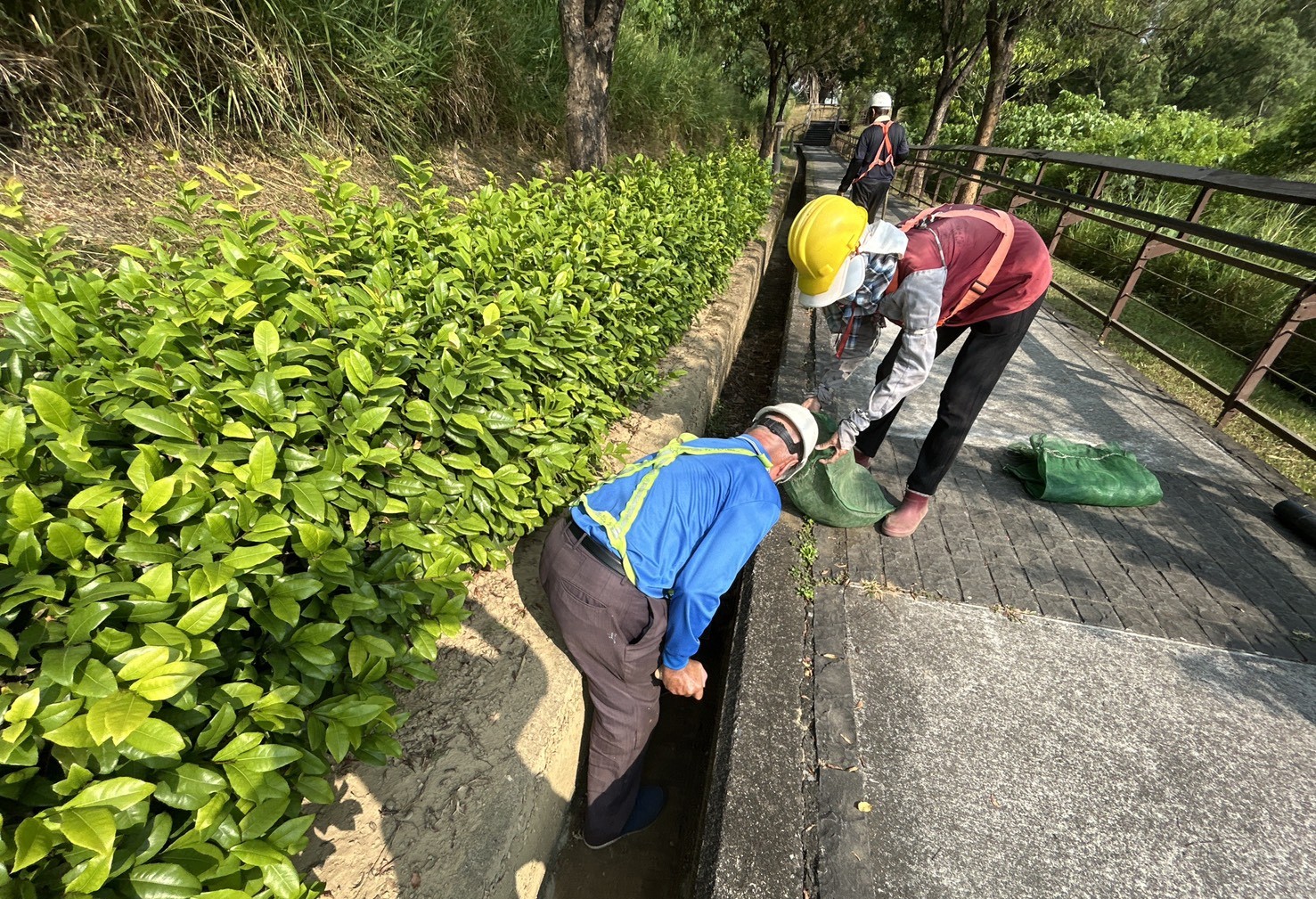 鳳凰颱風來襲！高市公園處強化護樹防颱準備