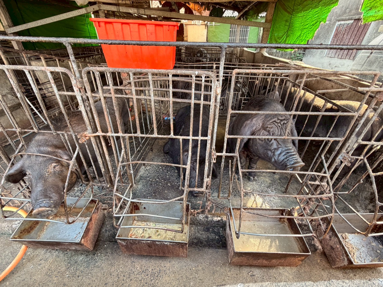 屏東查獲崁頂鄉豬場餵飼廚餘 縣府重罰60萬