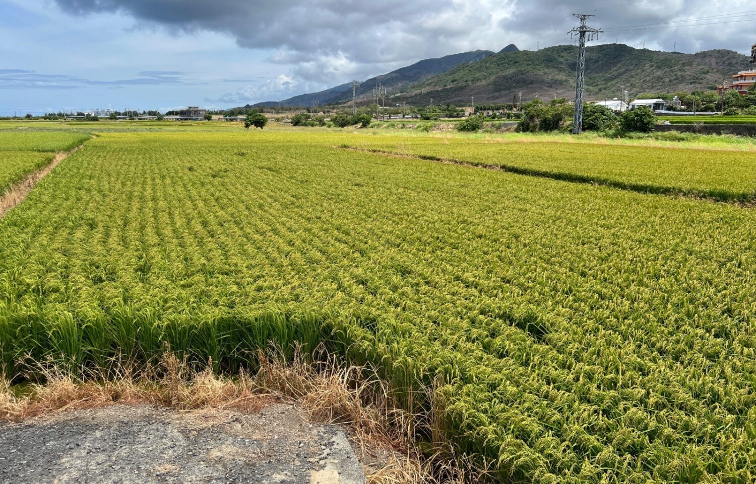 115年農糧產業調整與轉型計畫 屏東縣1月2日起開始受理申報
