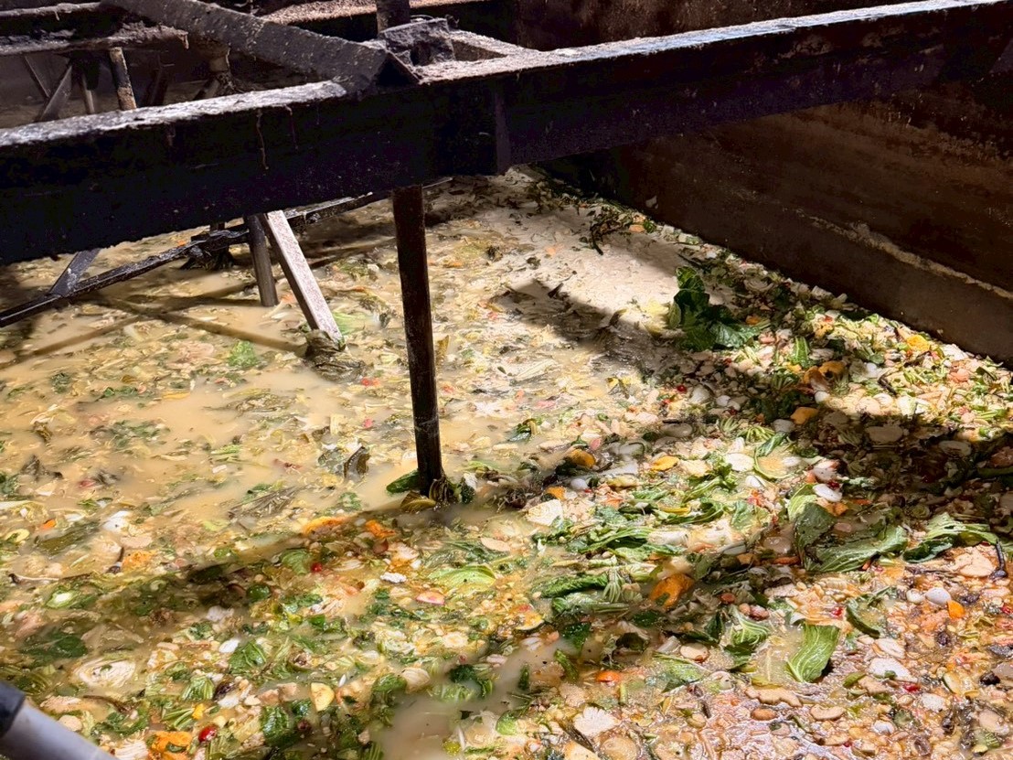 屏東縣九如再查獲2場惡意違規餵食廚餘養豬場