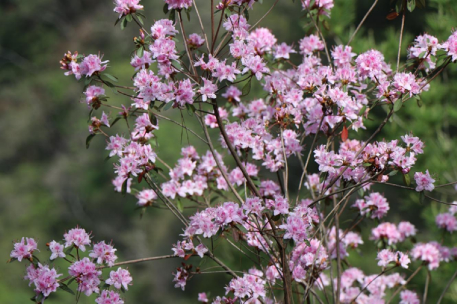 興大攜手杉林溪、嘉大 復育臺灣特有種埔里杜鵑 興大攜手杉林溪、嘉大 復育臺灣特有種埔里杜鵑