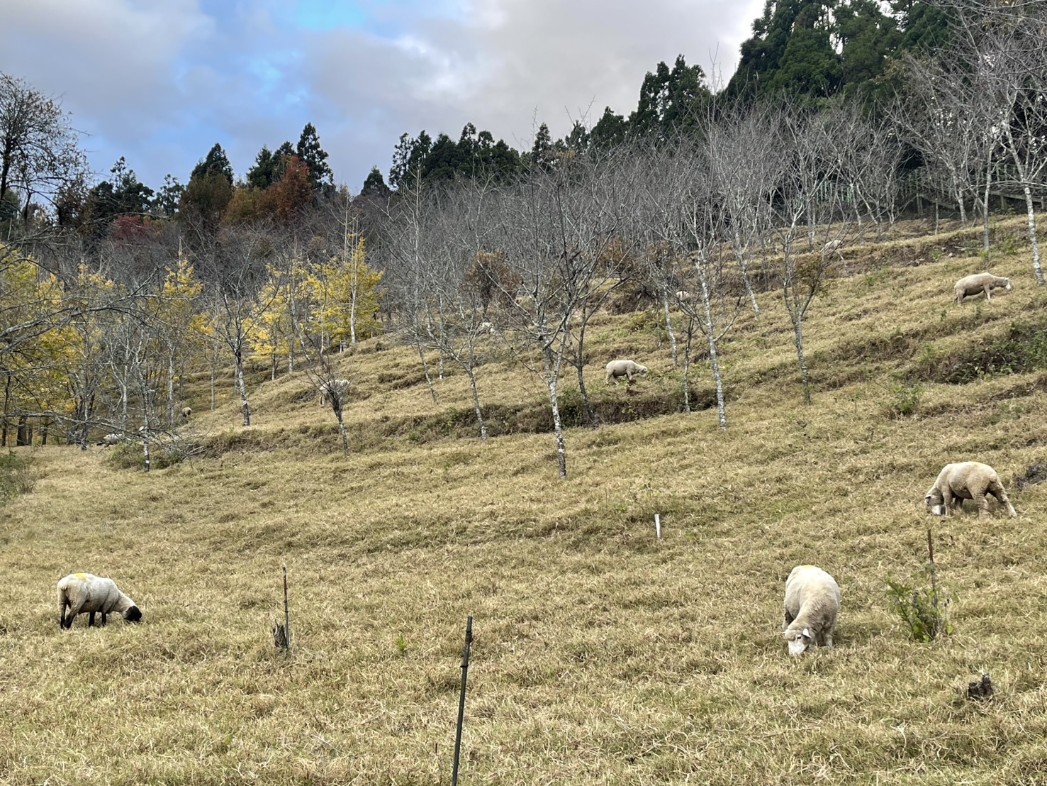 全台最高跨年900秒煙火秀 清境星空綻放