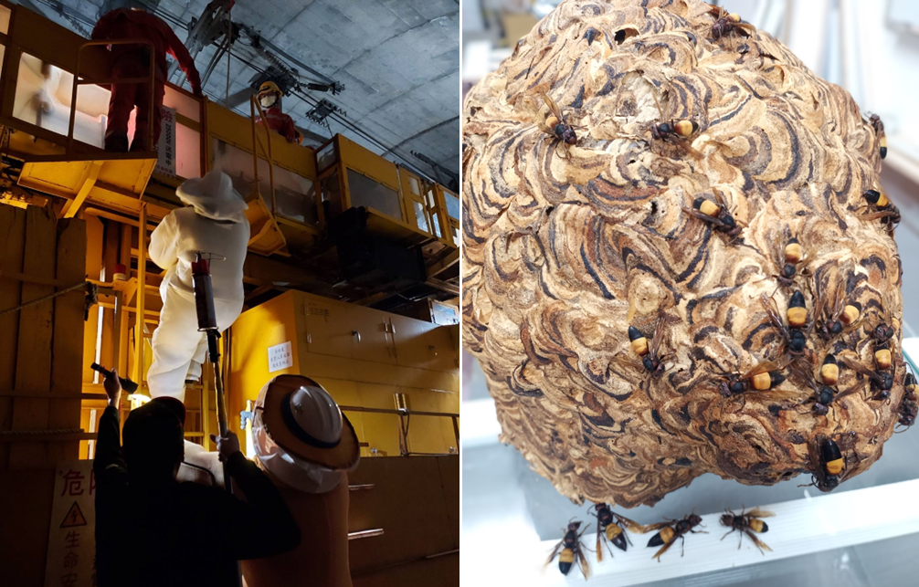 桃市捕蜂捉蛇元旦起轉型委外　可撥打1999專線24小時受理