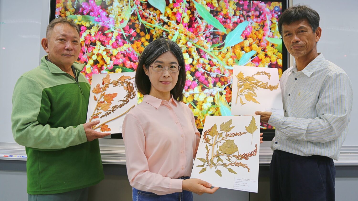 中山大學為「臺灣藜」建首套,國際生長編碼 獲未來糧食美名