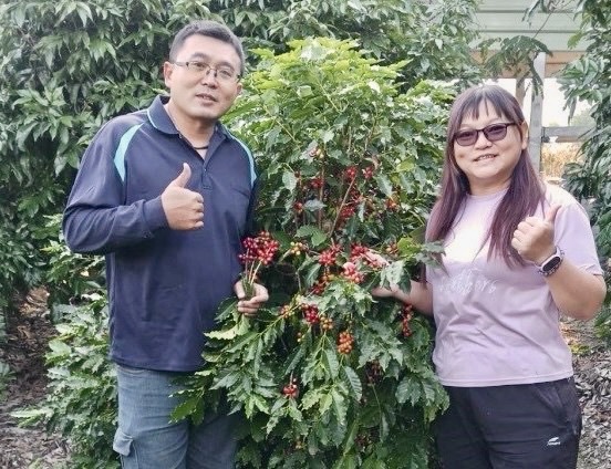 青農莊詠琳與詹嵐媖夫婦  荔枝樹下成功種植咖啡樹 為大樹農業注入新活力
