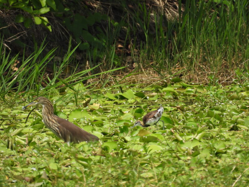高市洲仔濕地化身城市綠洲 「洲遊蓮潭．慢遊濕地嘉年華」12/21盛大登場