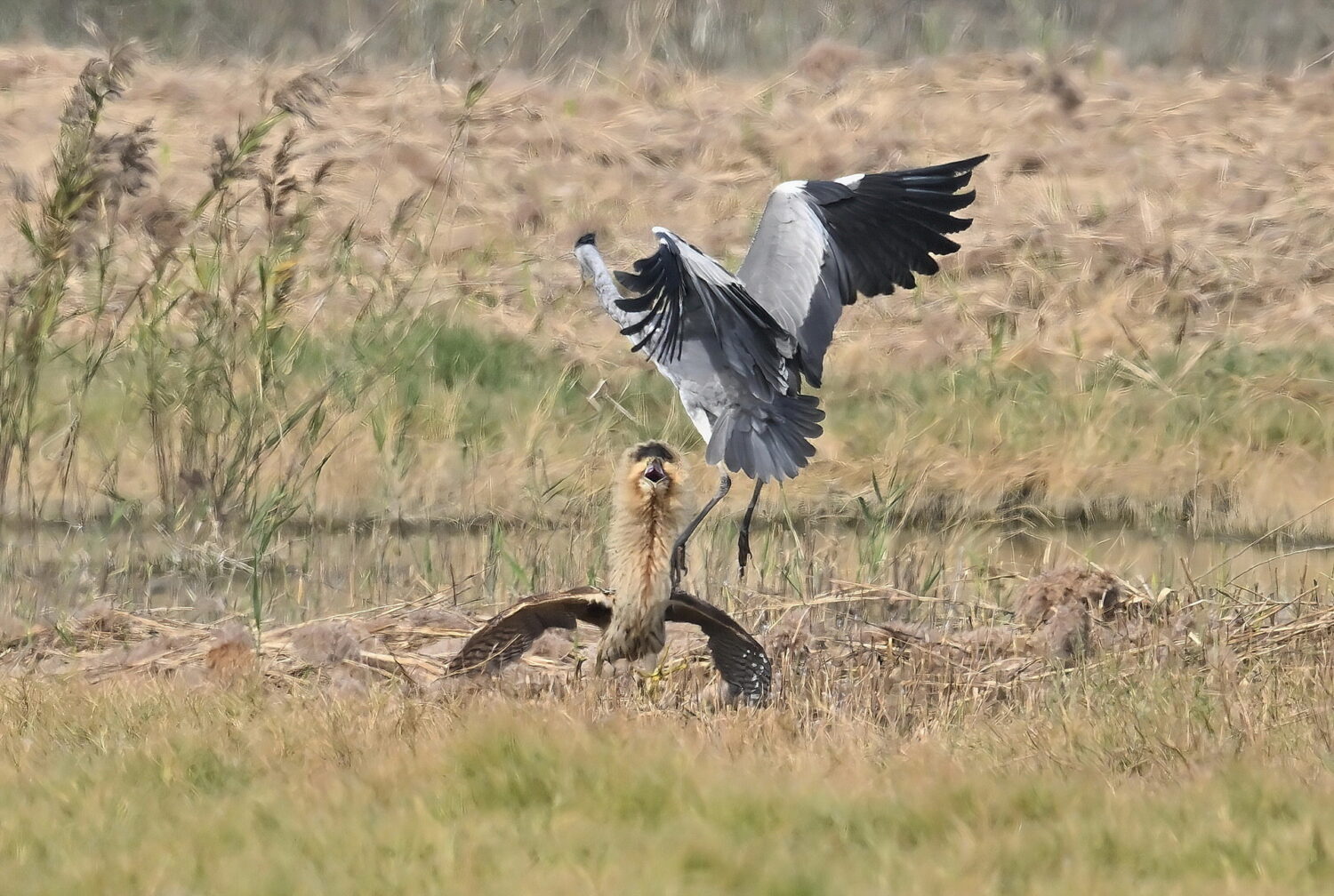 稀有冬候鳥現身！高雄茄萣濕地驚見「大麻鷺」鳥友搶拍