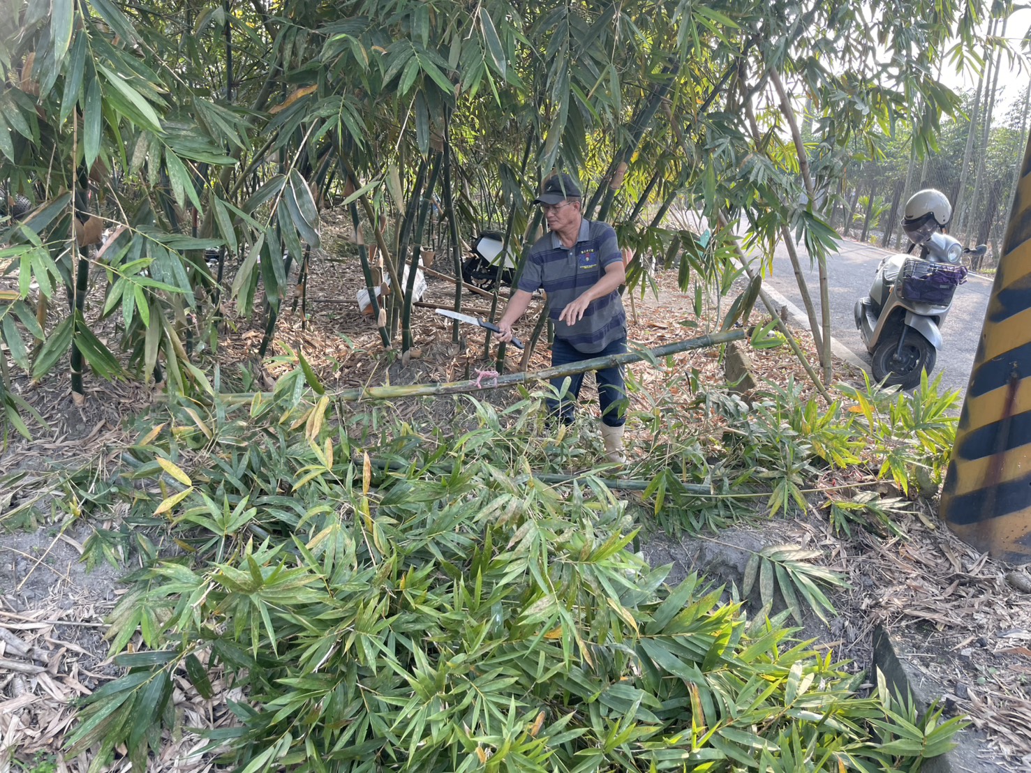 廢竹焚燒被罰引竹農不滿，立委鍾佳濱與三位議員提出循環再利用解方