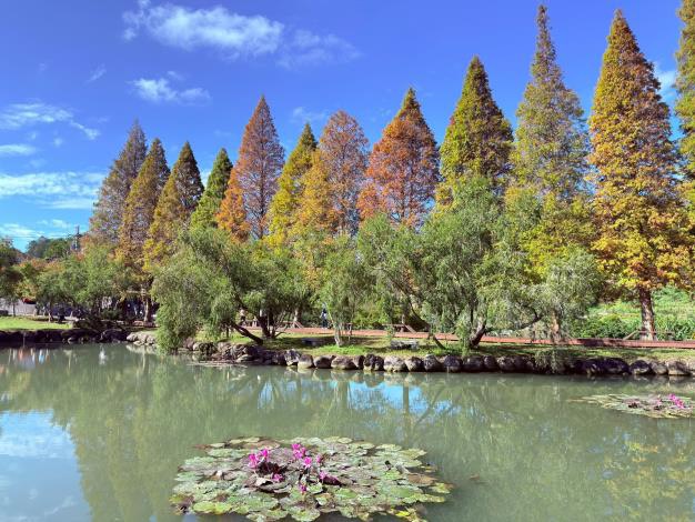 寒流催色落羽松轉紅 竹縣精選五大秘境迎浪漫