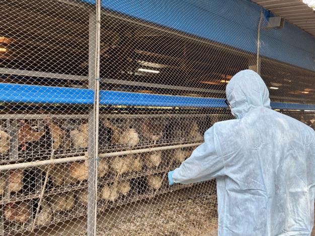 防禽流感  竹縣啟動防疫強化機制