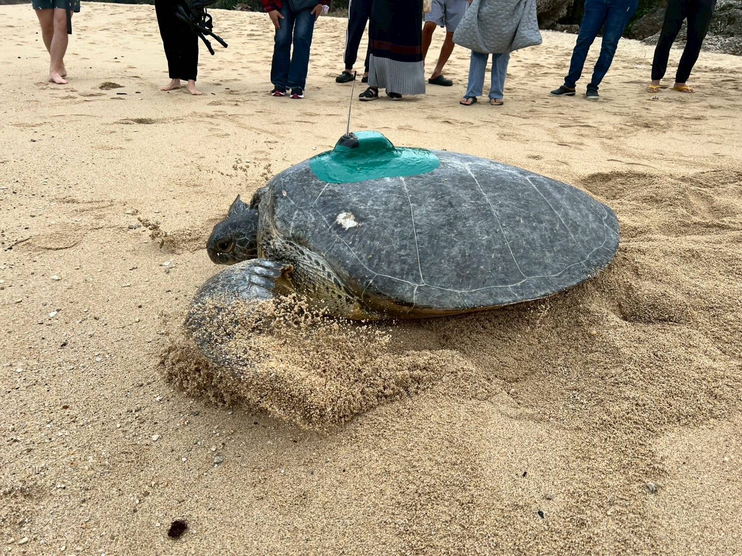 暖化下冬季母龜產卵 海保署啟動衛星追蹤研究 暖化下冬季母龜產卵 海保署啟動衛星追蹤研究