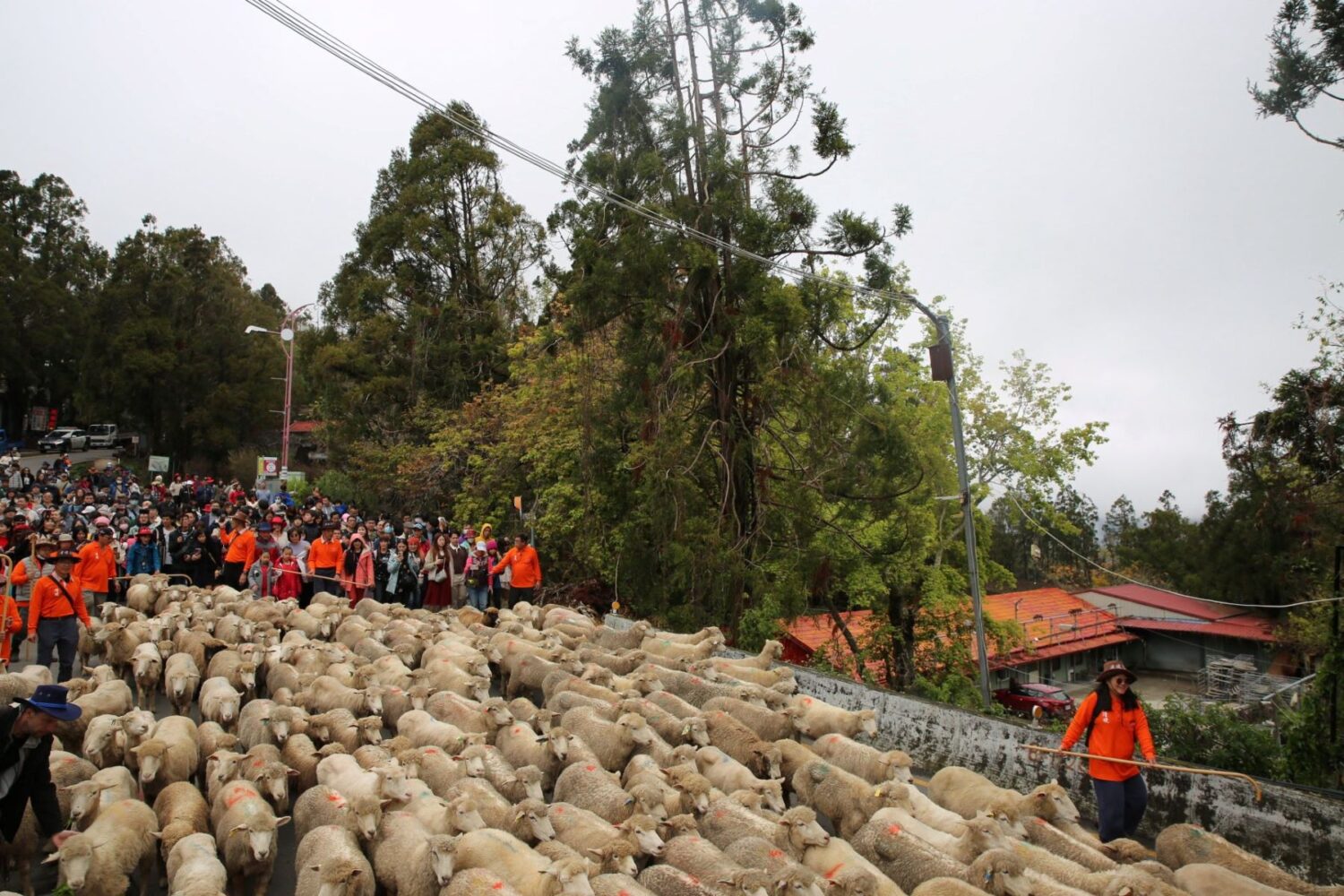 綿羊大軍奔跑合歡山公路 清境奔羊節登場