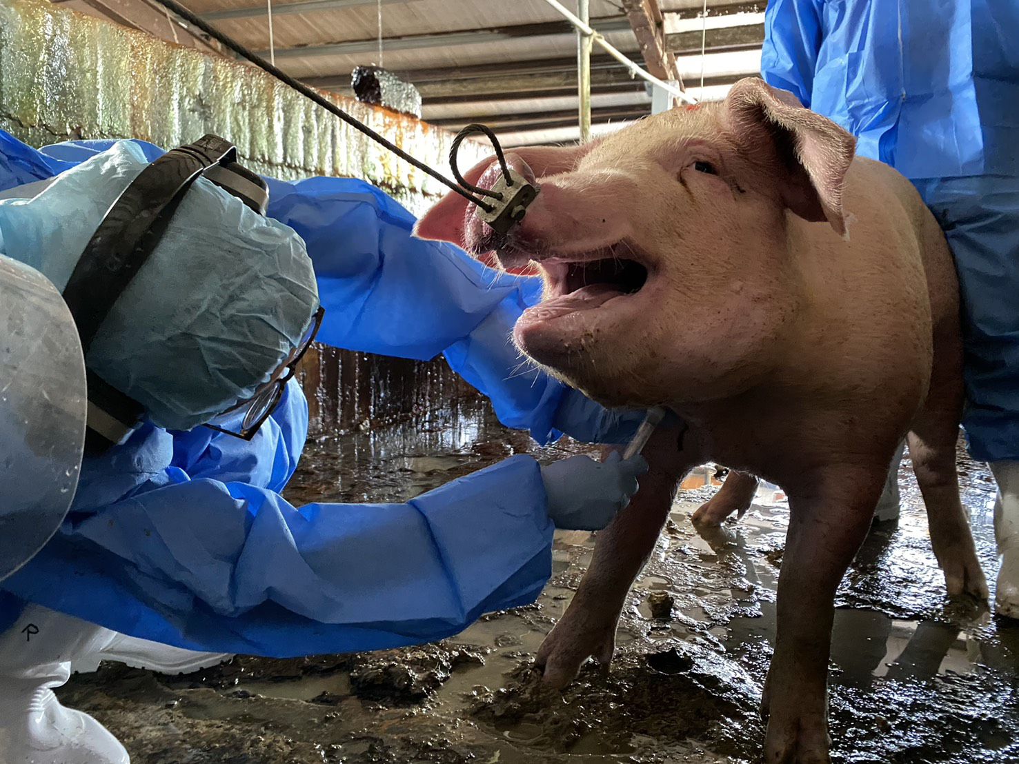 嚴密監測、跨域聯防 2026高雄市全面啟動防疫行動 穩固養豬產業防線迎接新年度