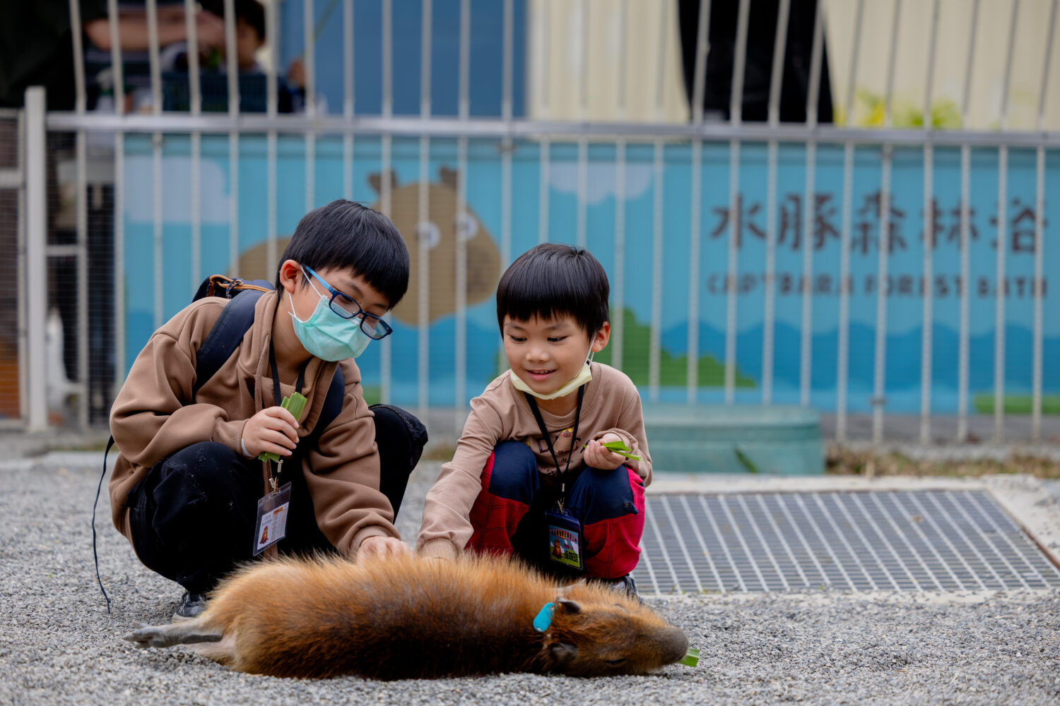 高雄內門「野森動物學校」 獲社福團體及獸醫師公會共同肯定