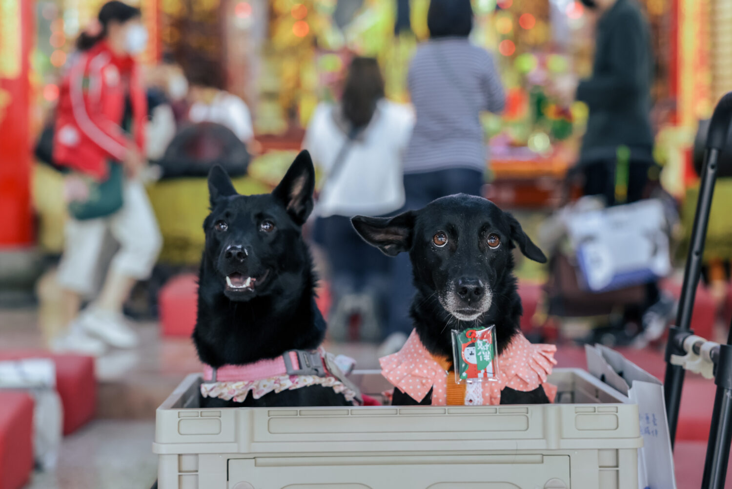 守護毛孩一輩子 高雄動保處攜手鳳邑開漳聖王廟推「好伴平安」