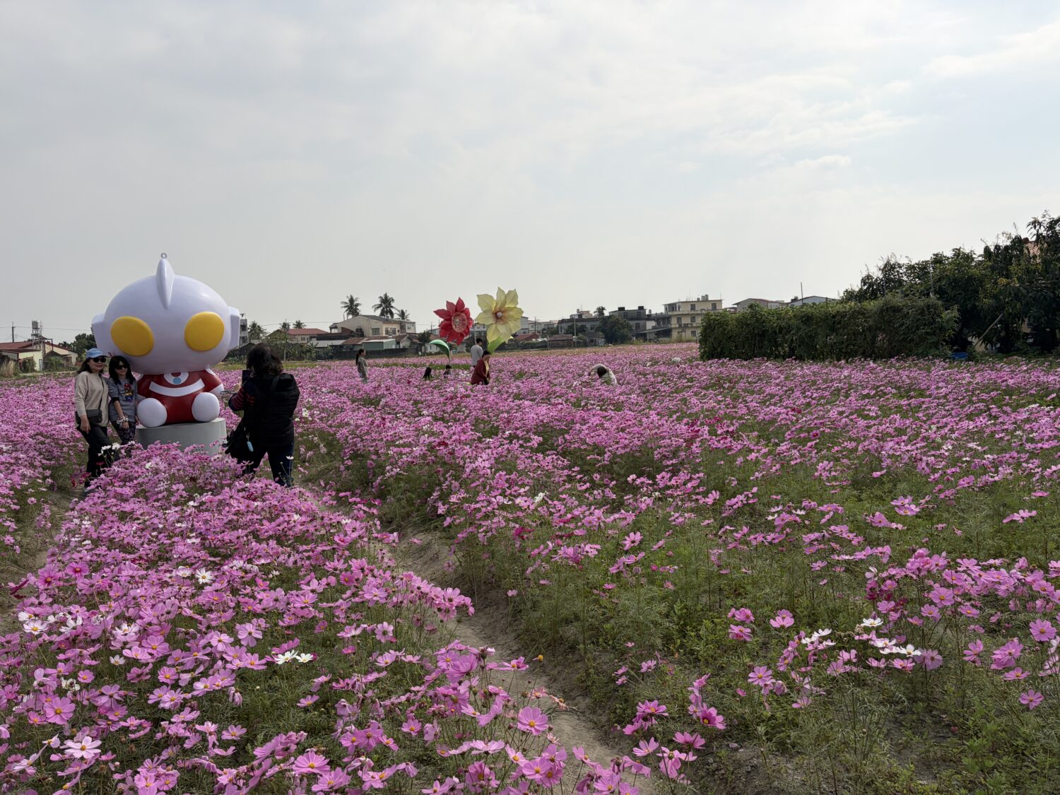 超人力霸王守護繽紛花海，感受美濃、杉林大地之光！