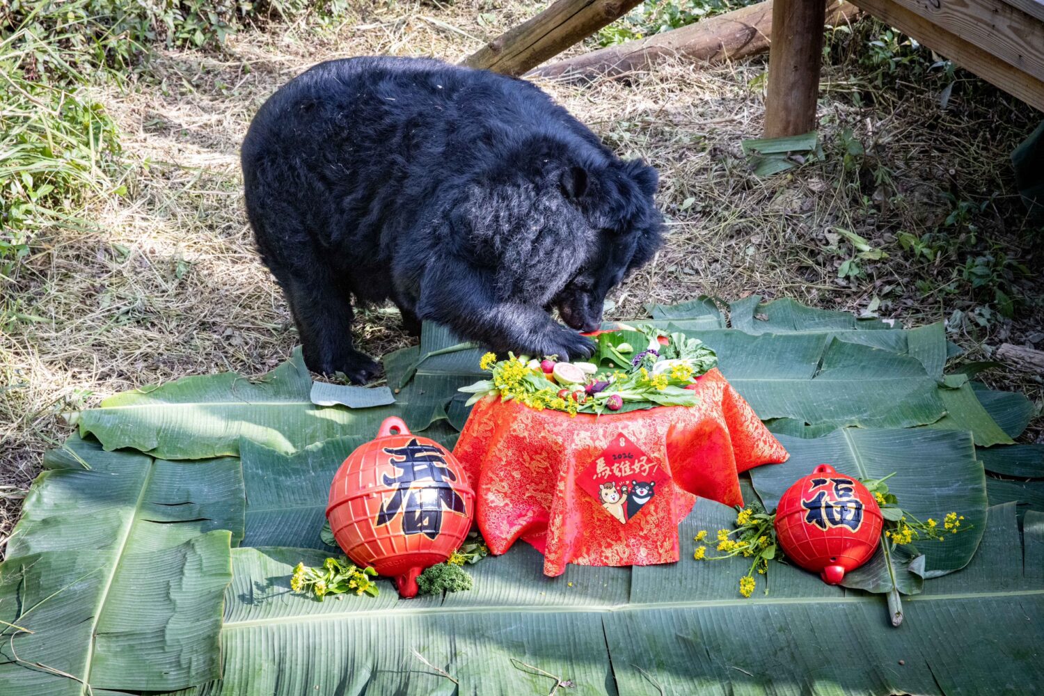 高雄壽山動物園IP萌經濟  動物拜年賀歲片、全新「壽Q家族」亮相抽好禮