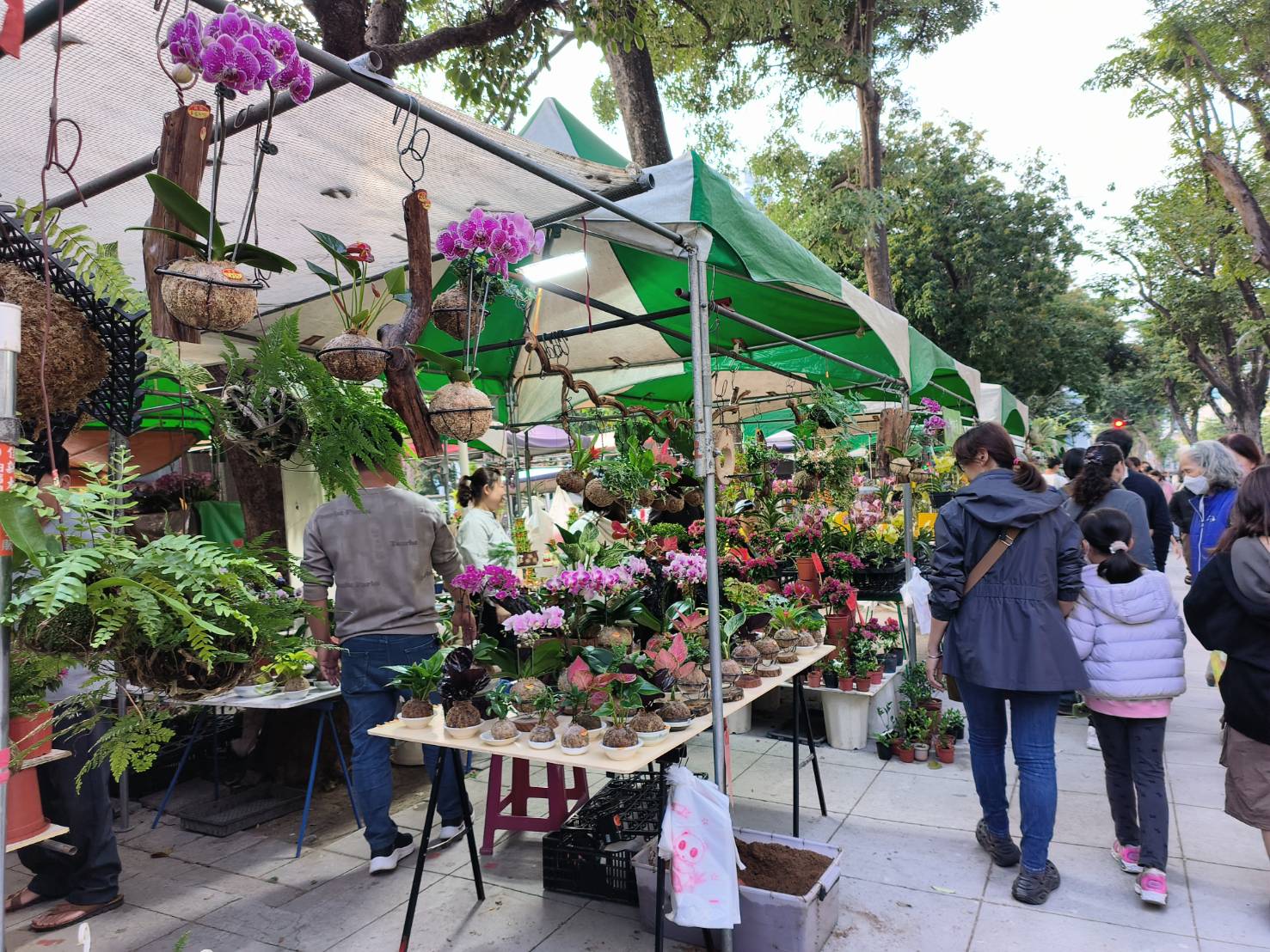 2026金馬奔騰迎春花市暨花展 2/7起勞工公園熱鬧舉行