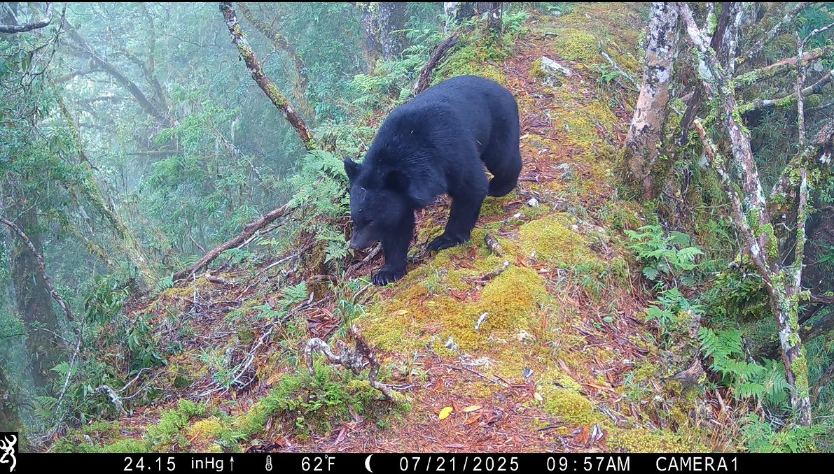 揭開玉山國家公園 生物多樣性的神秘面紗 揭開玉山國家公園 生物多樣性的神秘面紗