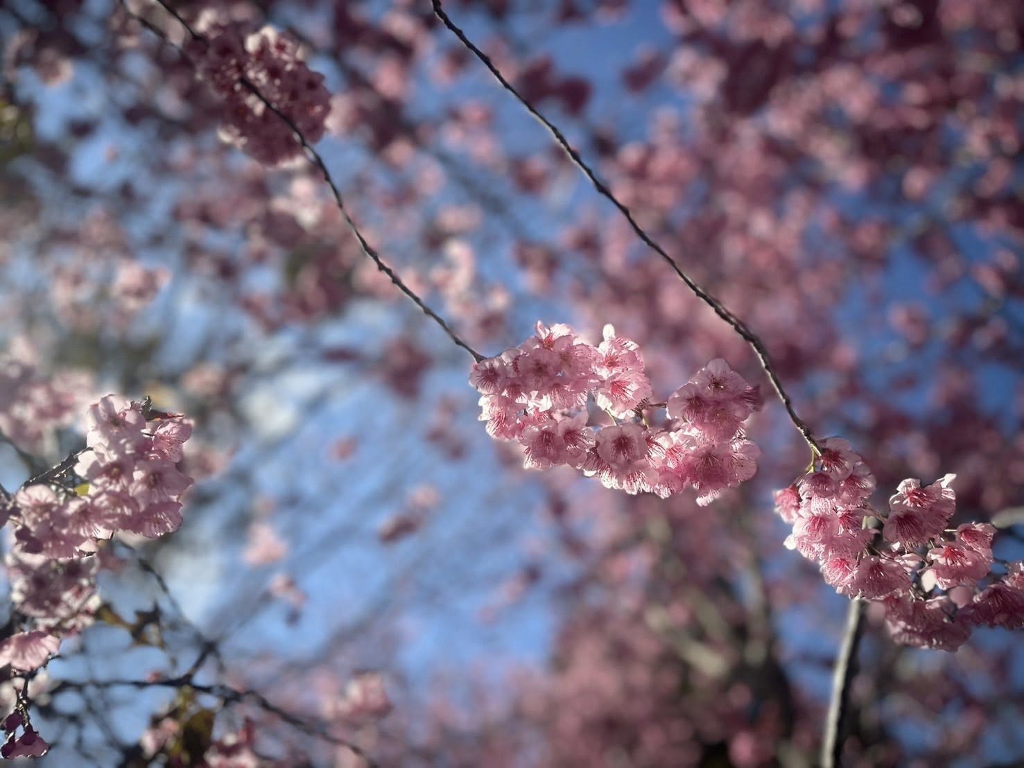 清境粉紅櫻花綻放 與綿羊共譜春日進行曲